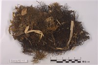 藏品(耳葉蘚屬)的圖片